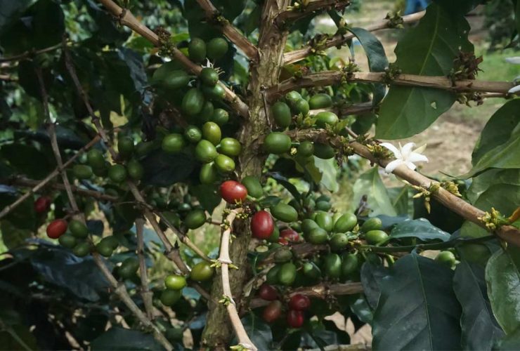 industri kopi Ceri kopi