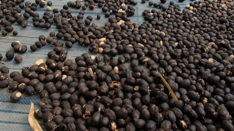 Pengeringan biji kopi