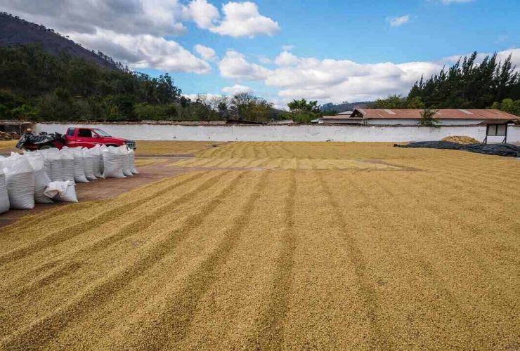 Pengeringan biji kopi