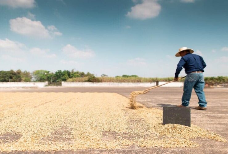 proses pengolahan kopi