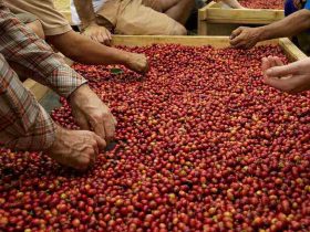 Fermentasi Kopi Anaerobic dan Carbonic