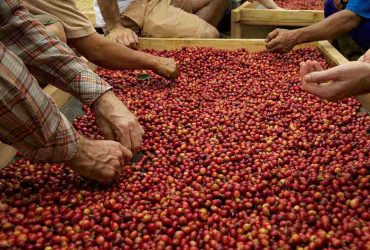 Fermentasi Kopi Anaerobic dan Carbonic