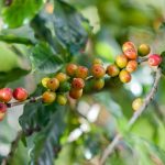 varietas kopi catuai