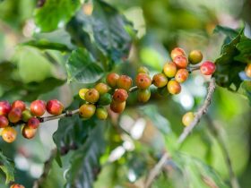 varietas kopi catuai
