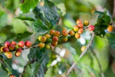 varietas kopi catuai